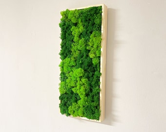 Moss picture reindeer moss rectangle with wooden frame Variety reindeer moss