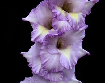 Different colored Gladolias against a black velvet background.