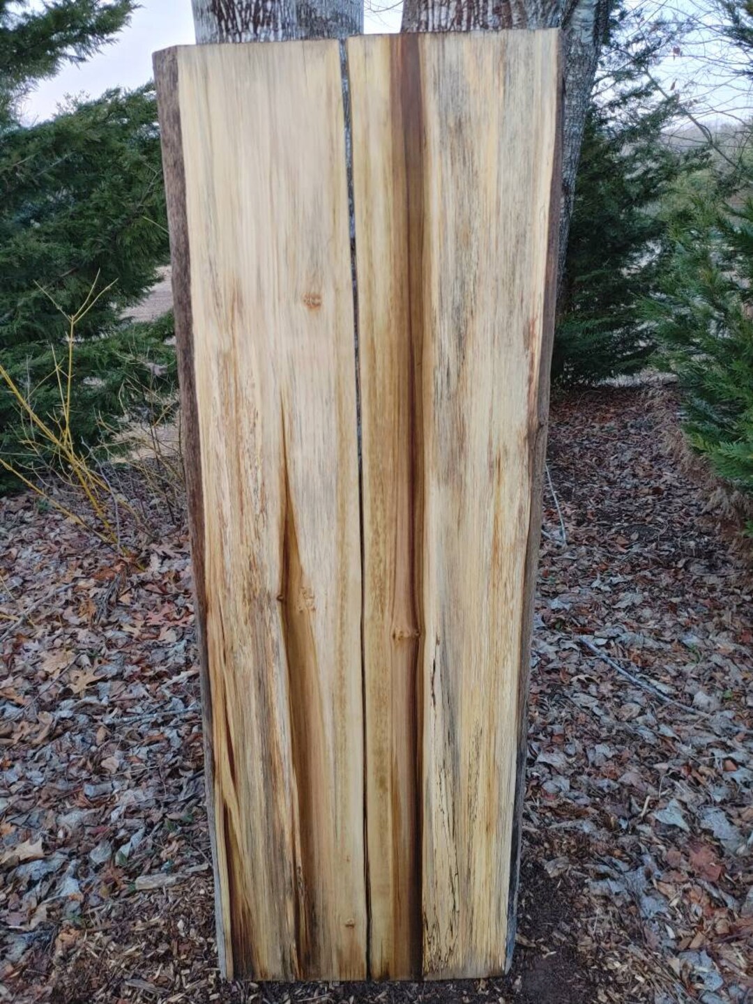 RAINBOW POPLAR live Edge Slab thick Slab wide Split Slab, 2 Pieces. Etsy