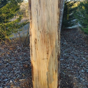 May include: A large slab of wood with a natural, light brown color and a unique grain pattern. The wood has a live edge and is perfect for woodworking projects.