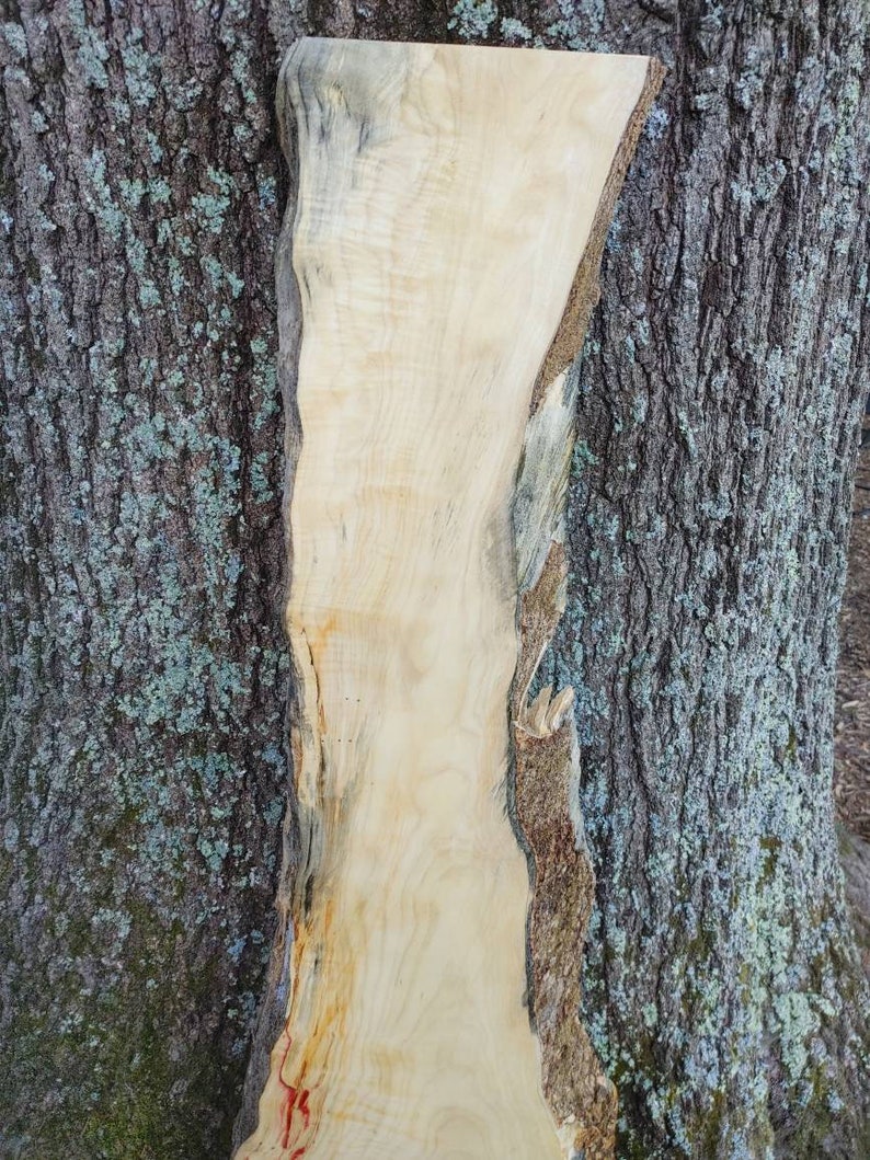 Box Elder Maple live Edge Red Flame Wood thick Slab Etsy