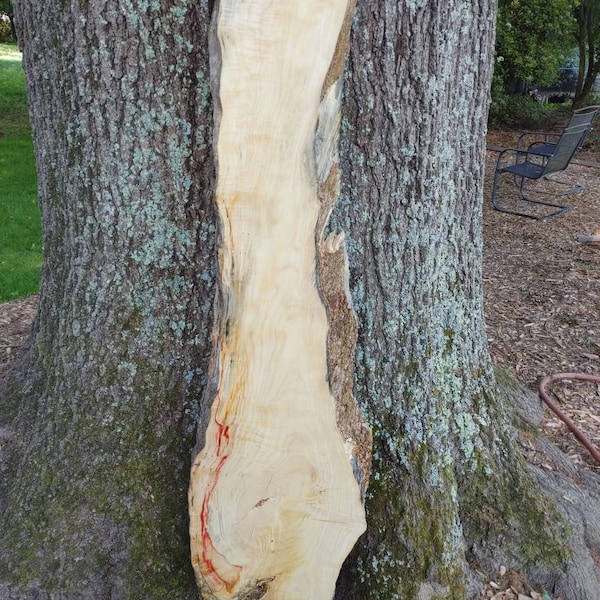 Wood Box Elder Slab Etsy