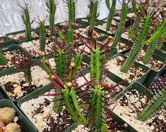 Euphorbia Enopla