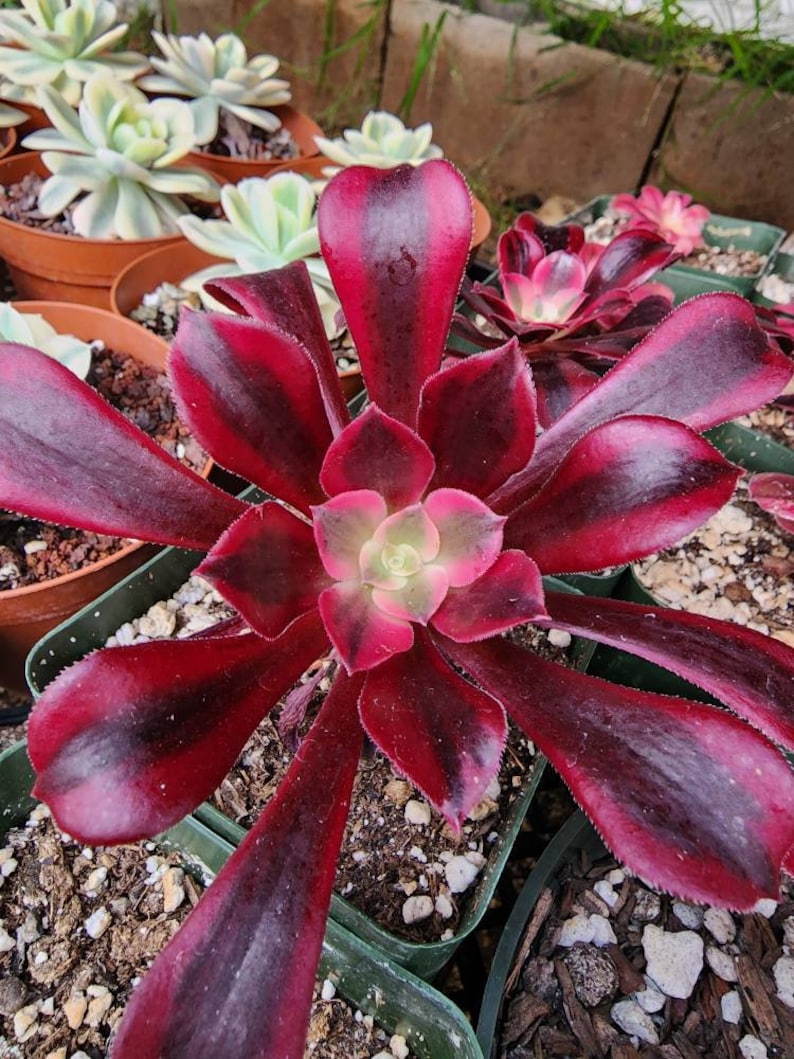 Aeonium medusa red succulent