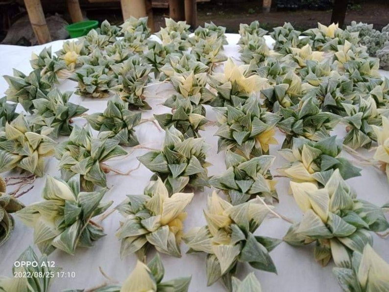 Haworthia Magnifica variegated image 2