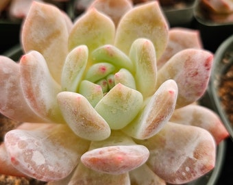 Echeveria Monroe