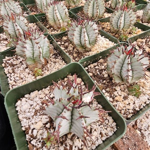 euphorbia polygona snowflake