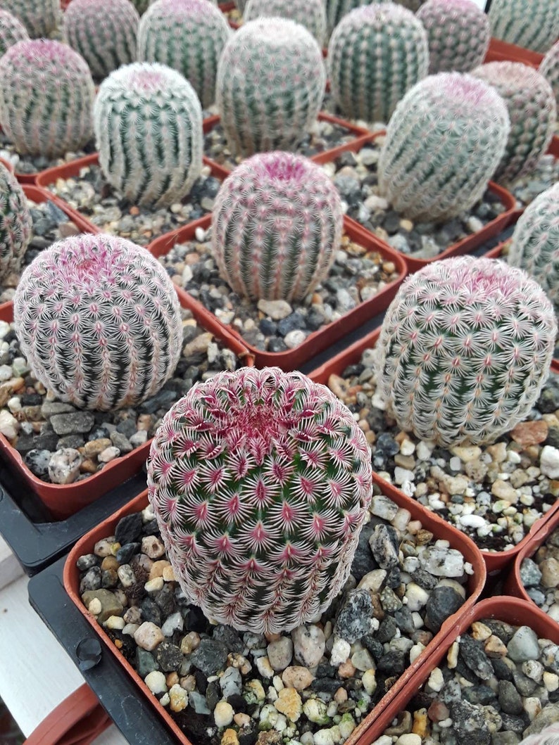 Echinocereus rigidissimus\u00a0