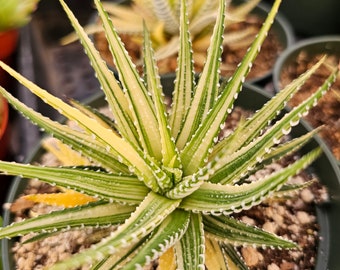 Haworthia Fasciata yellow Variegated