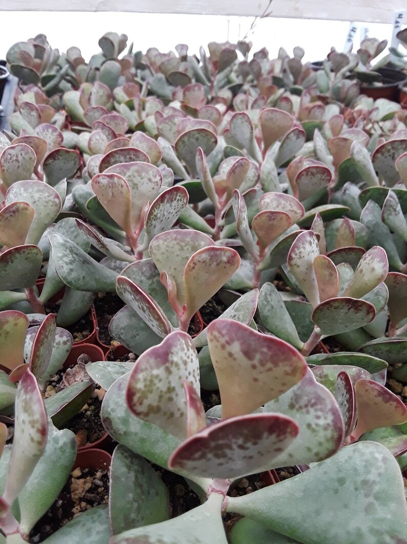 Calico Hearts. Adromischus Trifloris image 2