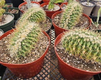planting pots plastic 7-Inch White Plastic Pot and Saucers for Indoor and Outdoor Plants at  Planet Desert