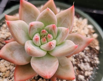 Echeveria Cielo