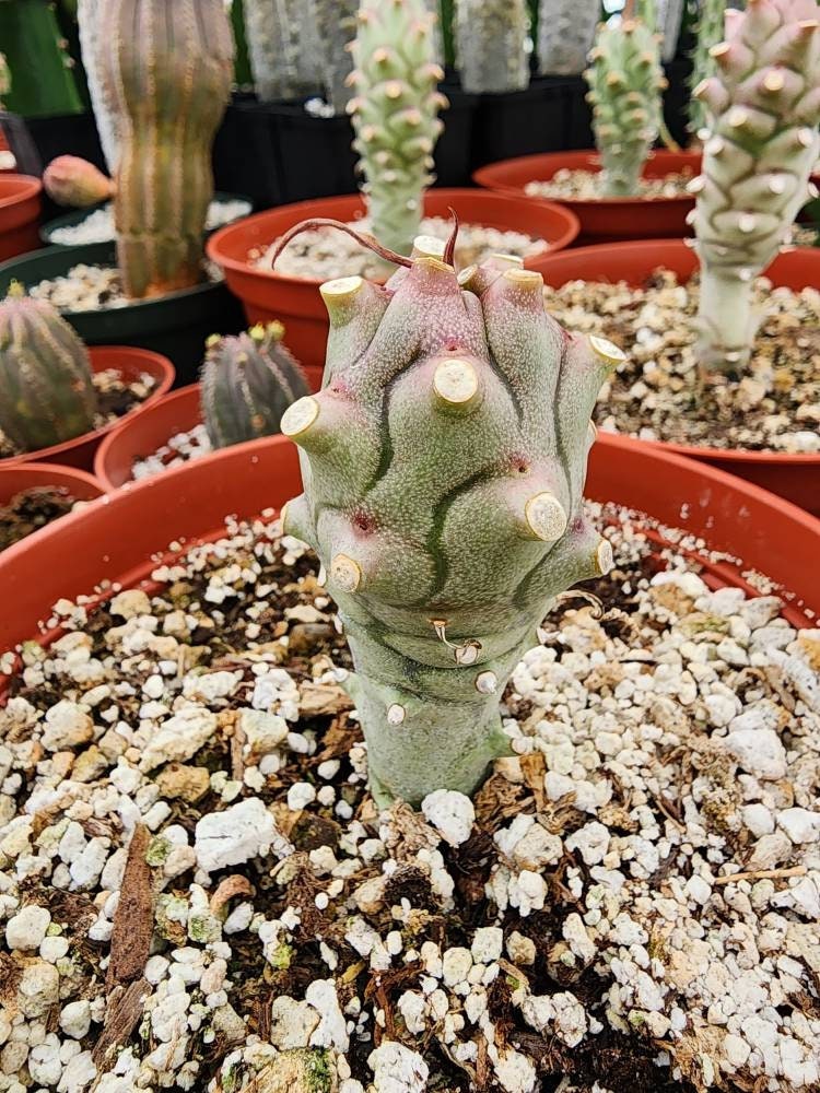 Euphorbia Monteiroi - Etsy