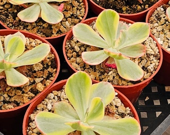 Echeveria Enfant