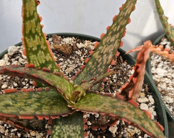 Aloe Krakatoa