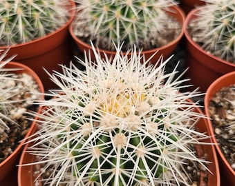 White Barrel Cactus