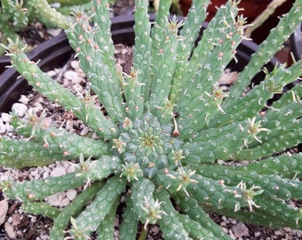 Euphorbia Medusae