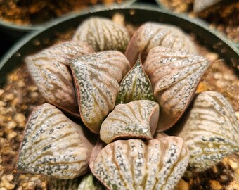 Haworthia magnifica splendens ’Hana Aoi’