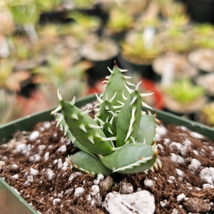 Aloe Erinacea