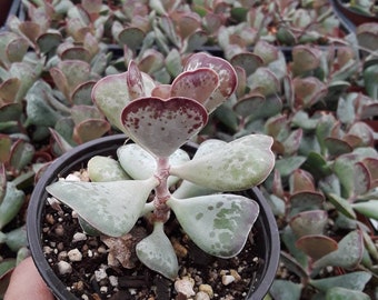 Calico Hearts. Adromischus Trifloris