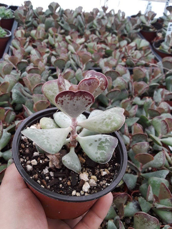 Calico Hearts. Adromischus Trifloris