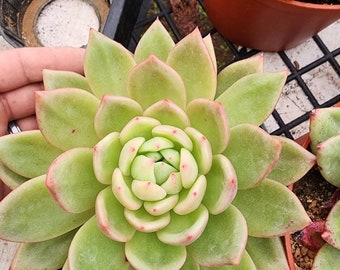 Echeveria Champagne