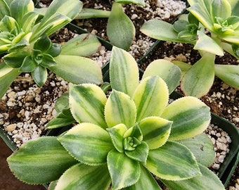 Aeonium Kiwi hybrid Variegated