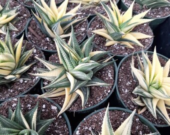 Haworthia Limifolia Variegated