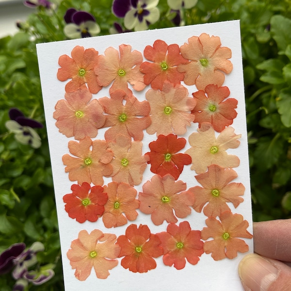 Real Pressed dried FLAT small flowers Coral Peach value variations of Verbena flowers - 20 count in a packet 2024 season