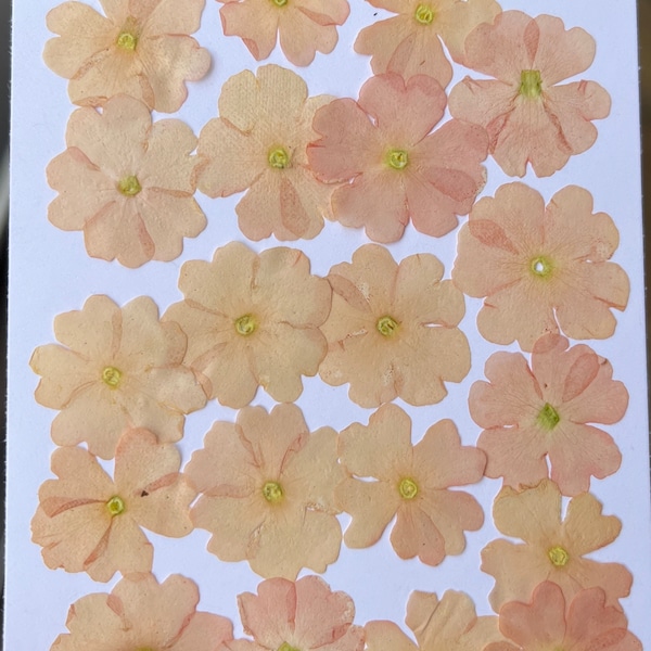 Real Pressed dried FLAT small flowers Soft Peach values Verbena flowers - 20 count in a packet 2023 season