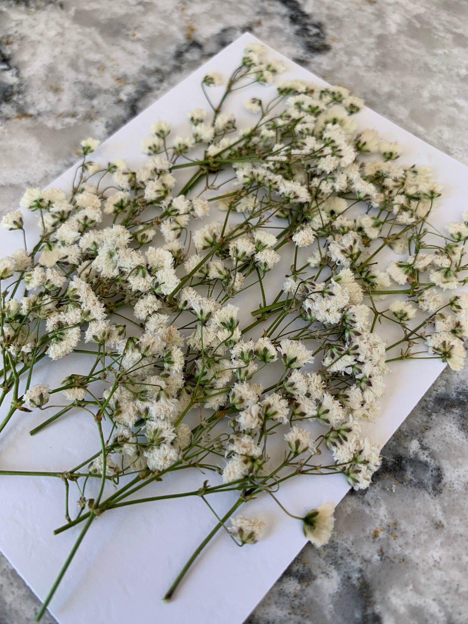 Real Pressed Dried FLAT Babys Breath 20 Count in a Packet Etsy