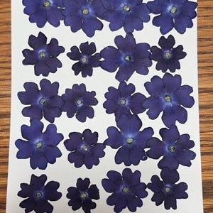 May include: A collection of pressed, deep purple flowers arranged on a white rectangular card. The flowers have five petals and a yellow center. The card is placed on a wooden surface.