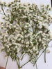 Real Pressed dried FLAT Baby’s Breath 20 count in a packet (white) NEW: 2 choices of stem sizes. 