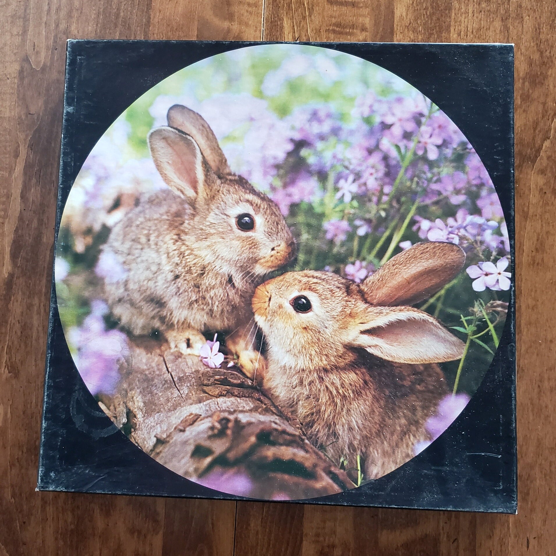 Springbok Rabbit Springbok Round