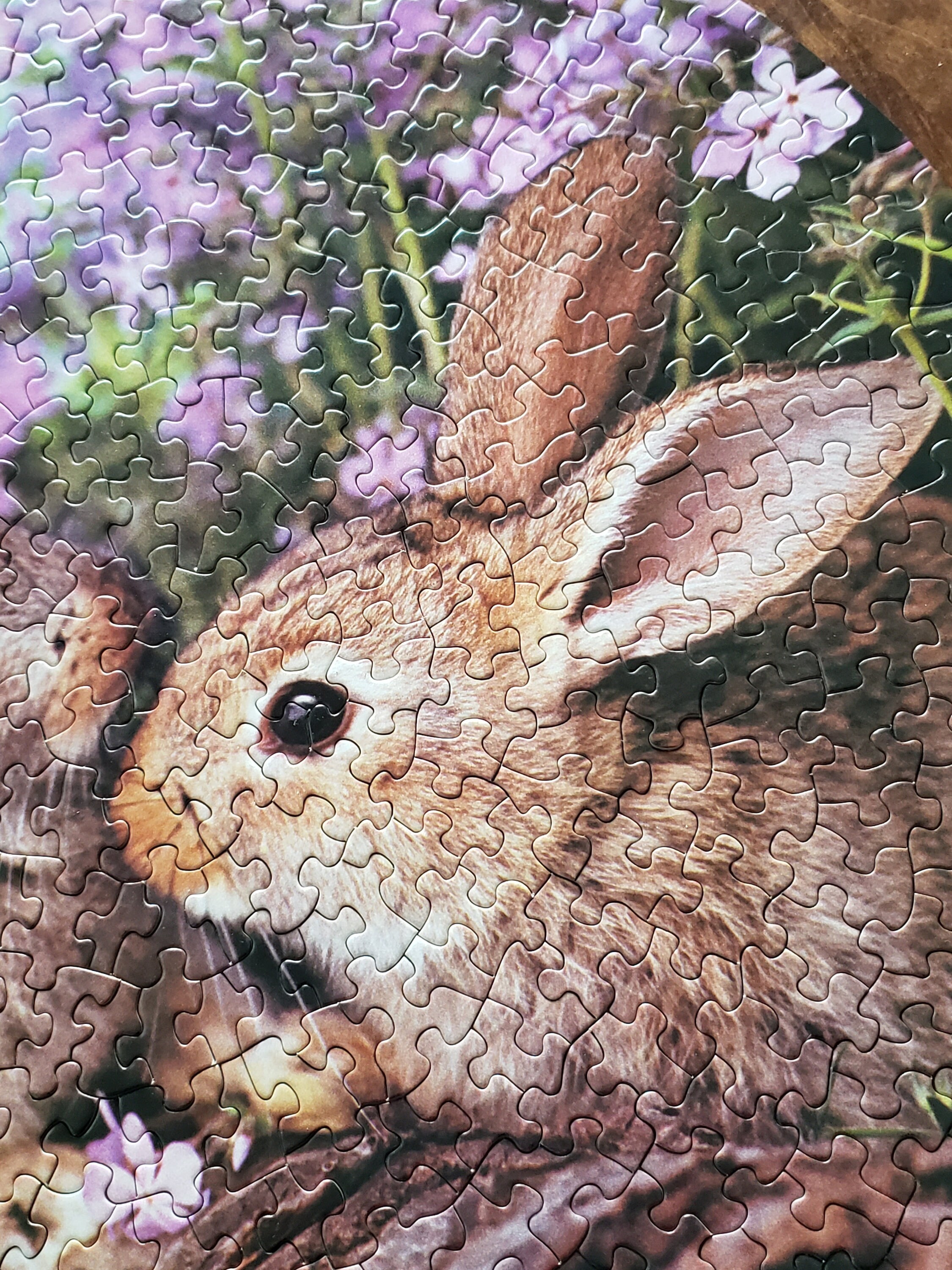 Springbok Rabbit Springbok Round