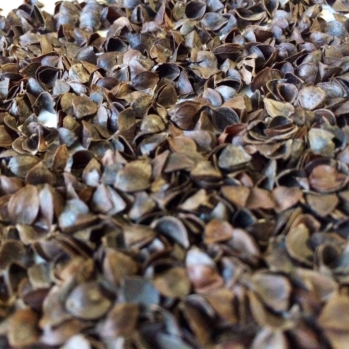 Buckwheat Hulls husk Organic Pillow Insert Fill Etsy