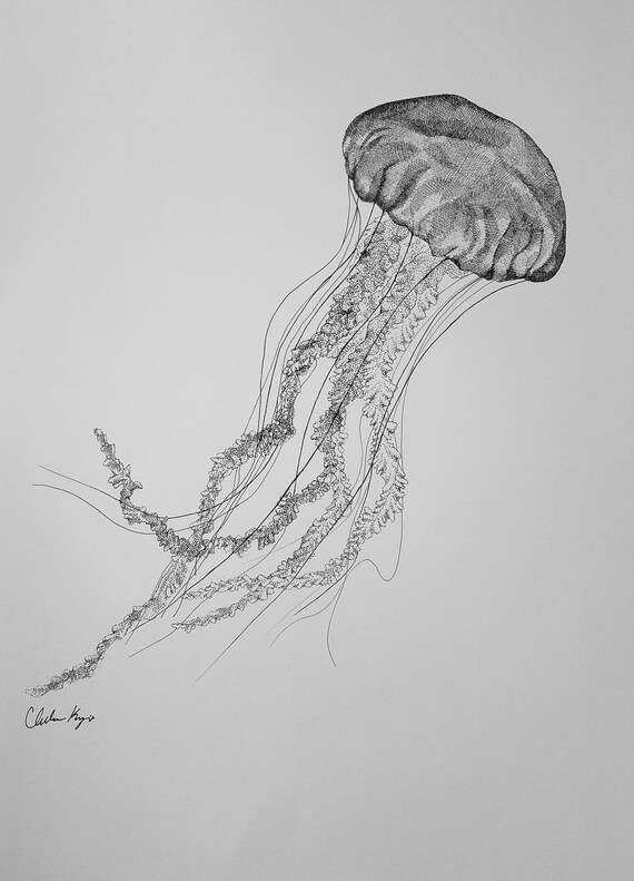 Jellyfish Pen & Ink Print Etsy