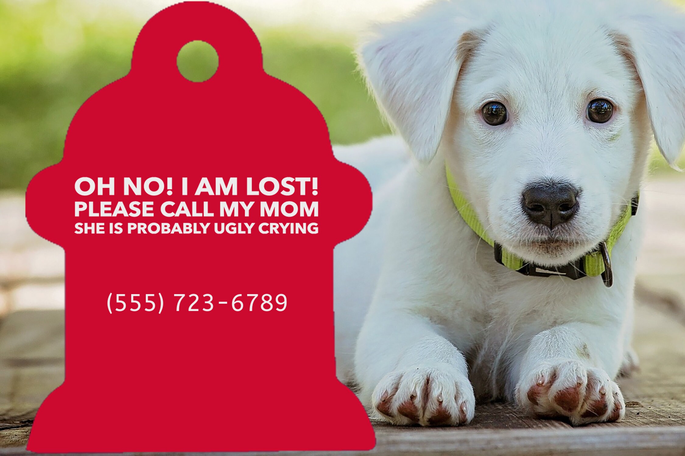 Why Does My Dog Cry With A Bone