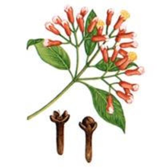 Organic Clove Capsules 450mg 60 Caps Etsy