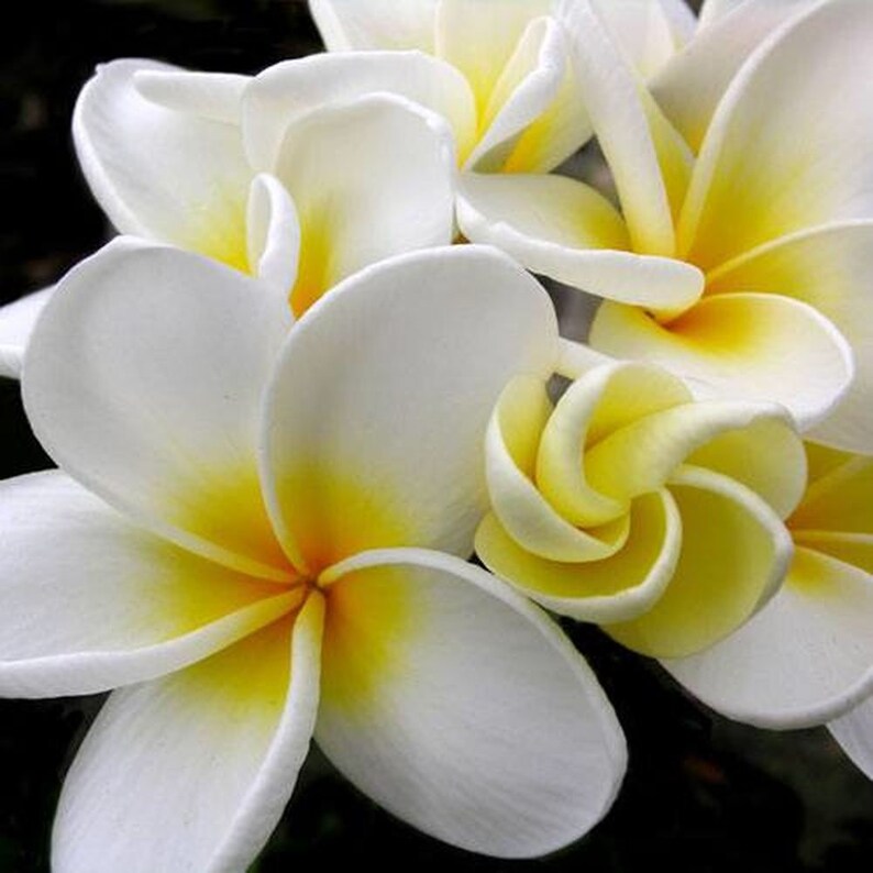 Incense Plumeria Lei Tropical Flower Fresh Hand Dipped 20 Etsy