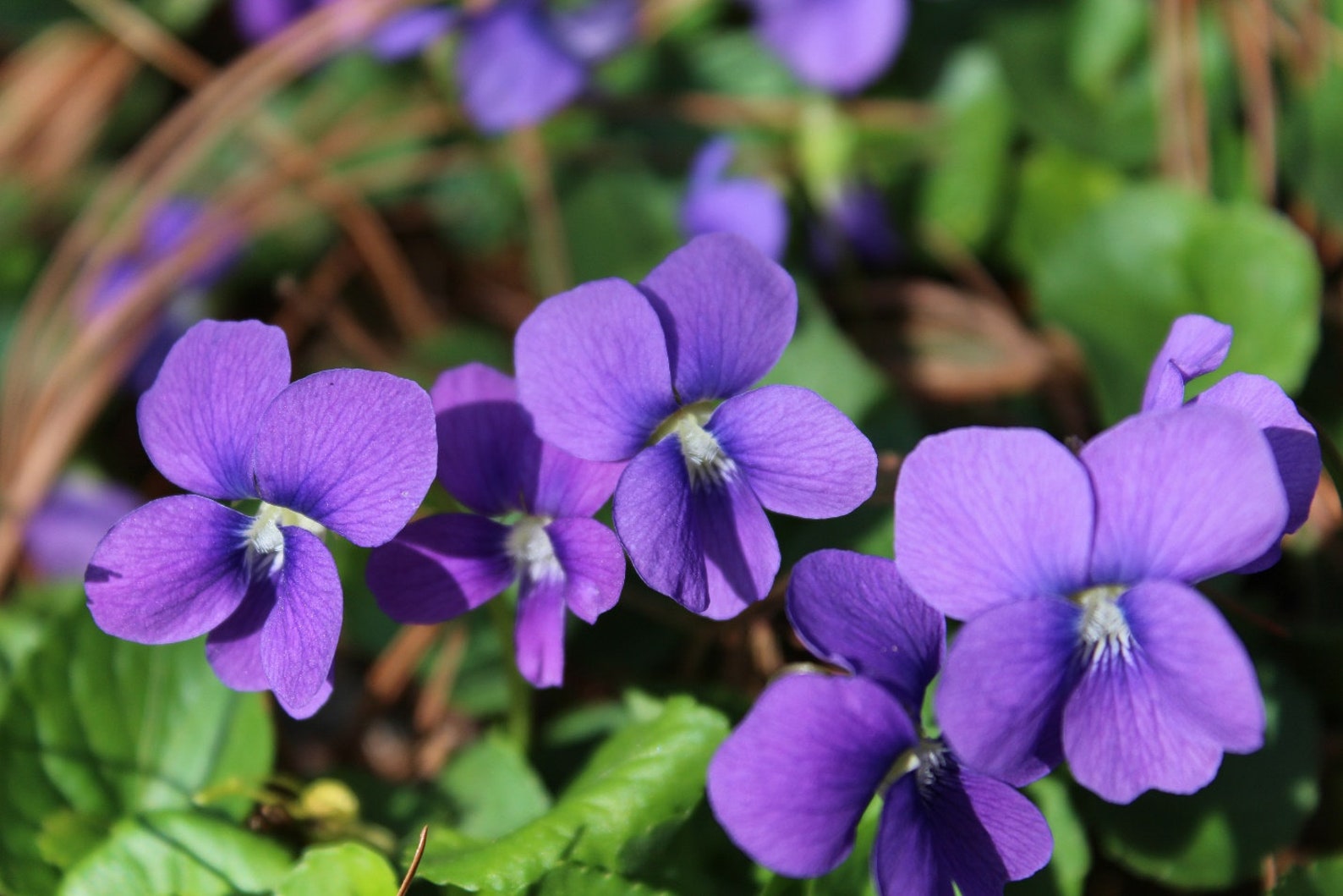 Violet Pics