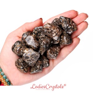 Turritella Agate Tumbled Stone, Turritella Agate, Tumbled Stones, Agate, Stones, Crystals, Rocks, Gifts, Gemstones, Gems, Zodiac Crystals