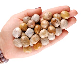 Fossil Coral Tumbled Stone, Ancient Flower Agate, Altar Ritual Grounding Healing Gem
