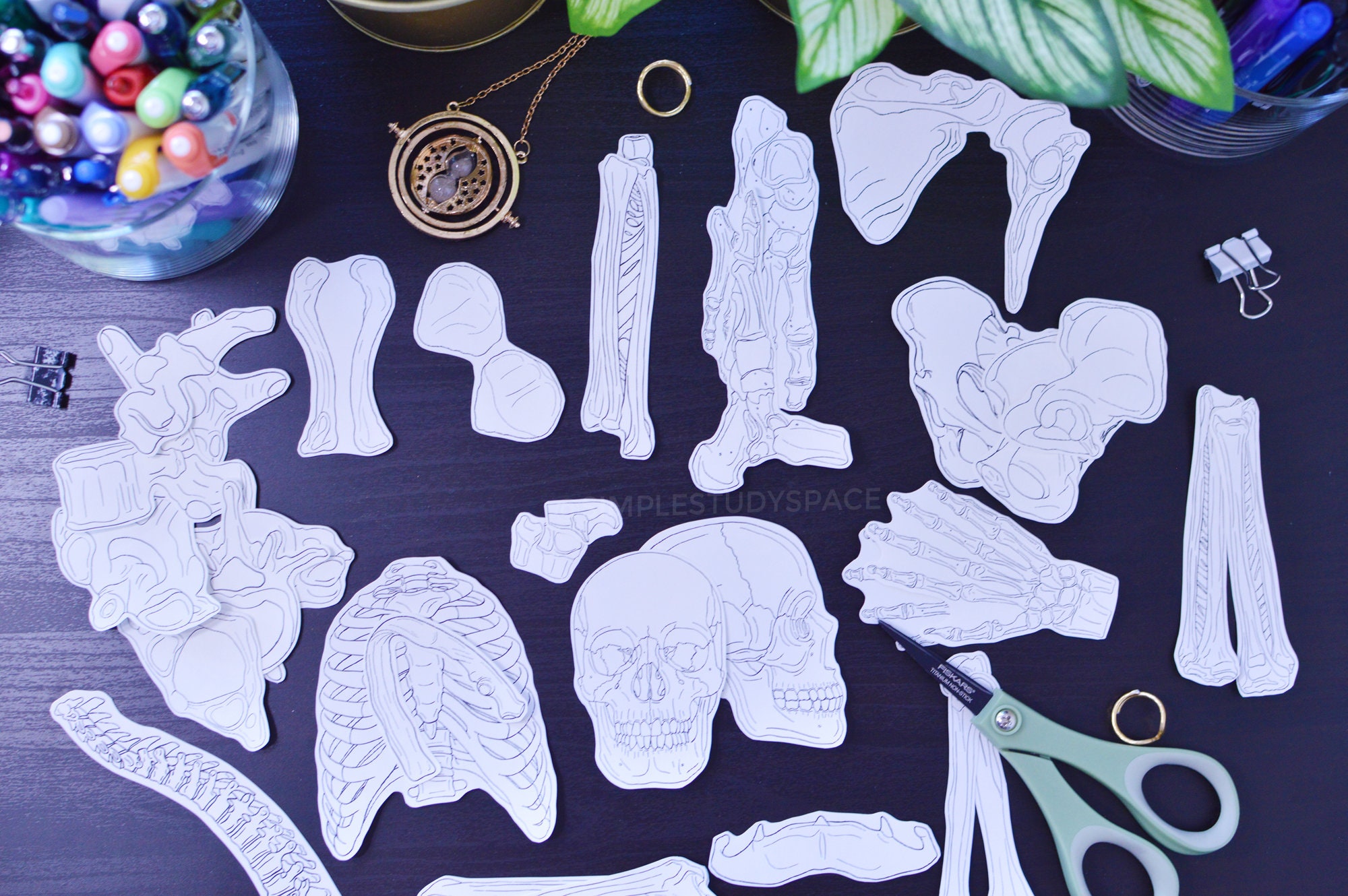 Study Stickers Bone Anatomy Set, Nursing School Anatomy Study Guide ...