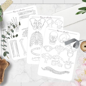 Study Stickers Bone Anatomy Set, Nursing School Anatomy Study Guide Stickers, Bone Labeling Guide (Pre-cut)