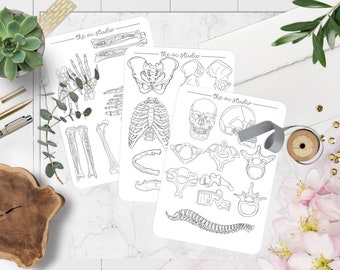 Study Stickers Bone Anatomy Set, Nursing School Anatomy Study Guide Stickers, Bone Labeling Guide (Pre-cut)