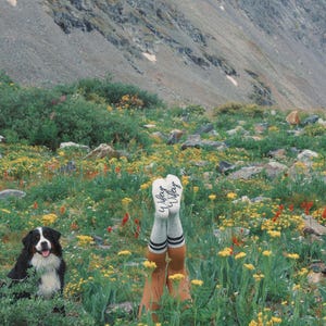 May include: A black and white Bernese Mountain Dog sits in a field of wildflowers. A person's legs are visible in the background, wearing white socks with black stripes and the word "Wife" written on them.