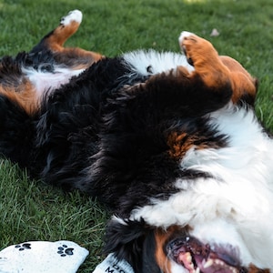 Pu&ograve; includere: Un cane di montagna bernese sdraiato sulla schiena con la bocca aperta, mostrando i denti. Il cane &egrave; su un prato verde. Un paio di calzini bianchi con impronte di zampe nere e il testo "Dog Mom Blissful Socks" &egrave; accanto al cane.