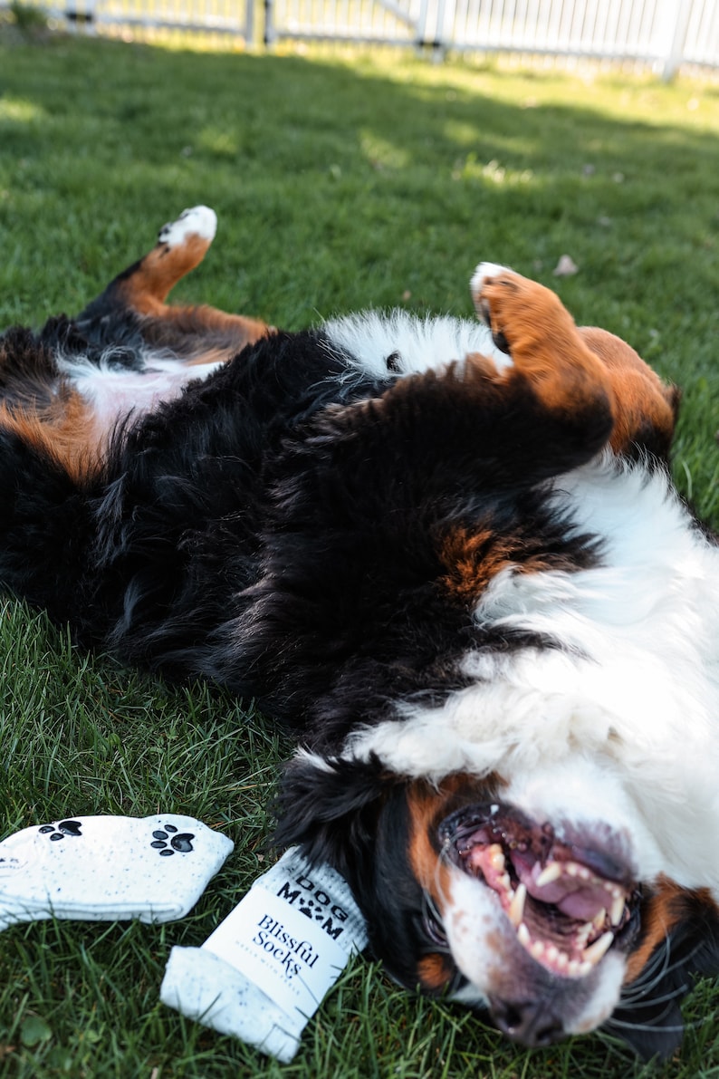 Pu&ograve; includere: Un cane di montagna bernese sdraiato sulla schiena con la bocca aperta, mostrando i denti. Il cane &egrave; su un prato verde. Un paio di calzini bianchi con impronte di zampe nere e il testo "Dog Mom Blissful Socks" &egrave; accanto al cane.