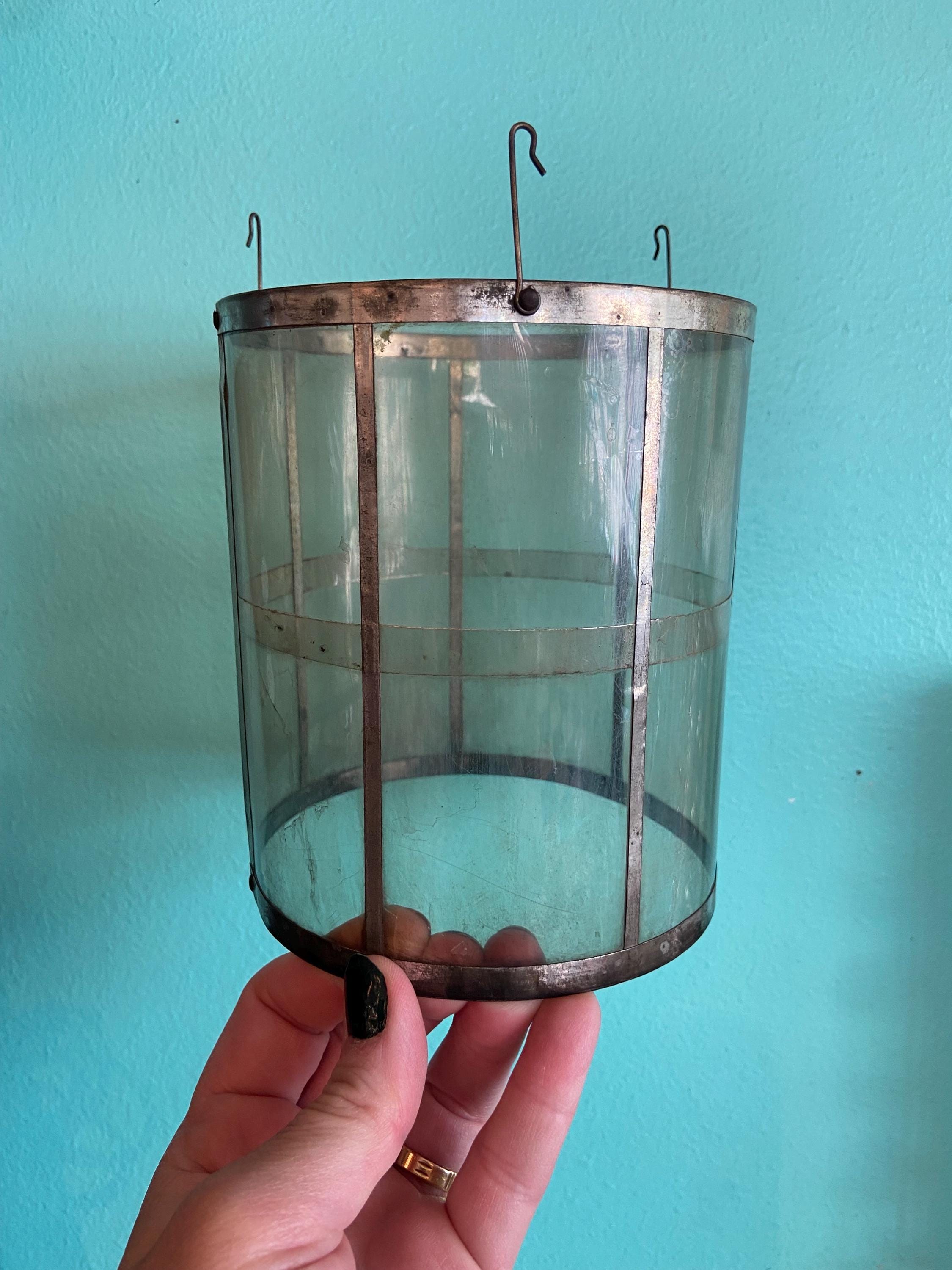 Coleman ランタン マイカグローブ 242用 ( Sシングル ) #370